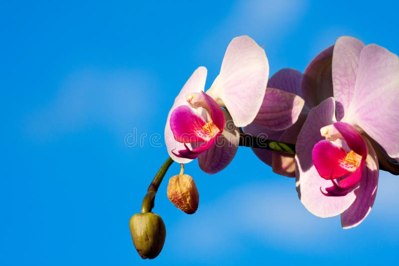 Flores roxas do magnolia imagem de stock royalty free