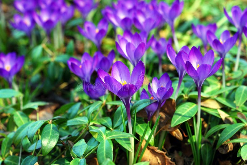 Flores Roxas Pequenas Vívidas Em Um Jardim Imagem de Stock - Imagem de  roxo, jardim: 13517945