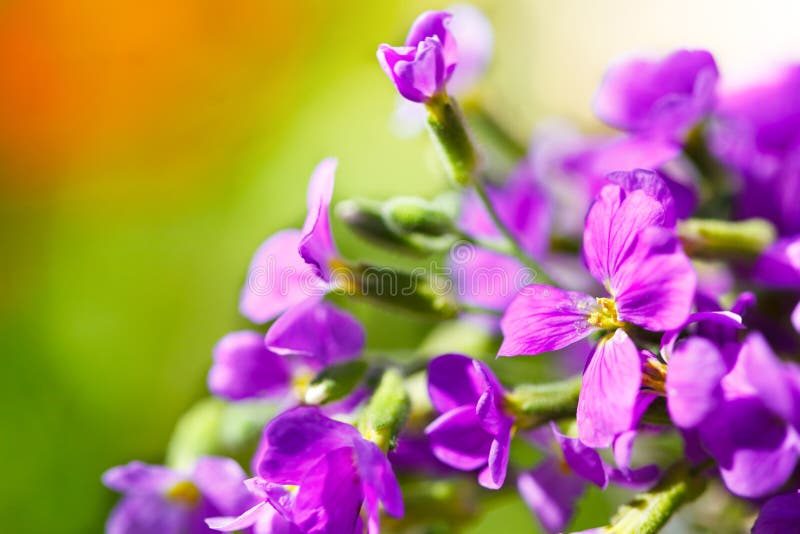 Flores roxas selvagens foto de stock Flores roxas selvagens foto de stock