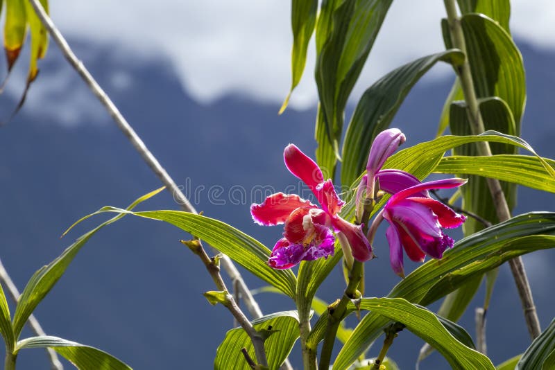 Flores roxas silvestres, rosadas, com montanhas desfocadas nas nuvens Fundo natural com espaço para os boques e as cópias imagens de stock Flores roxas silvestres, rosadas, com montanhas desfocadas nas nuvens Fundo natural com espaço para os boques e as cópias imagens de stock