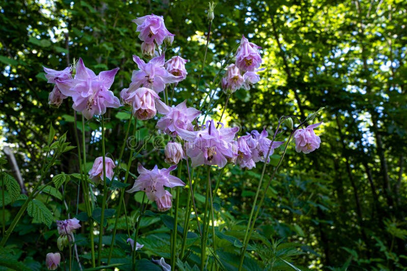 Flores salvajes de la lila en el bosque imagen de archivo Flores salvajes de la lila en el bosque imagen de archivo