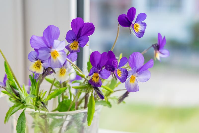Flores salvajes de los pensamientos en la ventana imágenes de archivo libres de regalías Flores salvajes de los pensamientos en la ventana imágenes de archivo libres de regalías