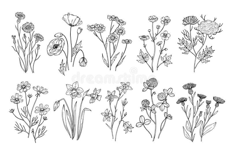 Flores salvajes Elementos botánicos de la naturaleza de los wildflowers y de las hierbas del bosquejo Sistema de florecimiento de
