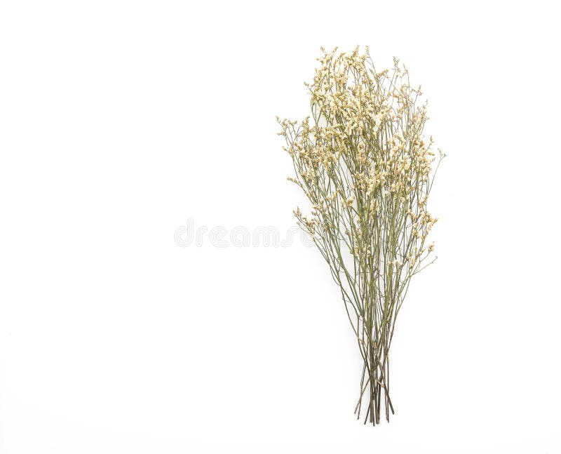 Flores secadas de Caspia imagens de stock royalty free Flores secadas de Caspia imagens de stock royalty free