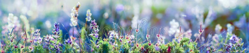 Flores selvagens e close up da grama, foto horizontal do panorama
