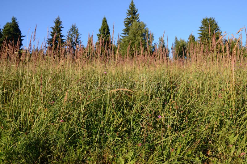 Flores selvagens no prado foto de stock