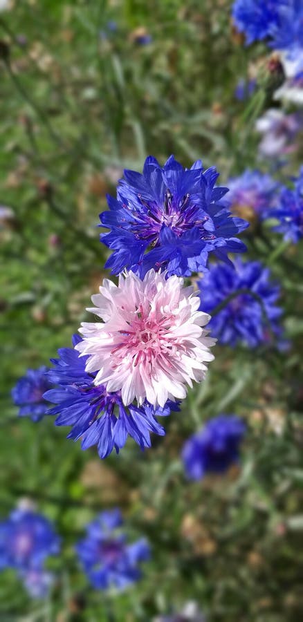 Flores Silvestres Azules De Flor Foto de archivo - Imagen de comodidad, cristal: 193270510 Flores Silvestres Azules De Flor Foto de archivo - Imagen de comodidad, cristal: 193270510