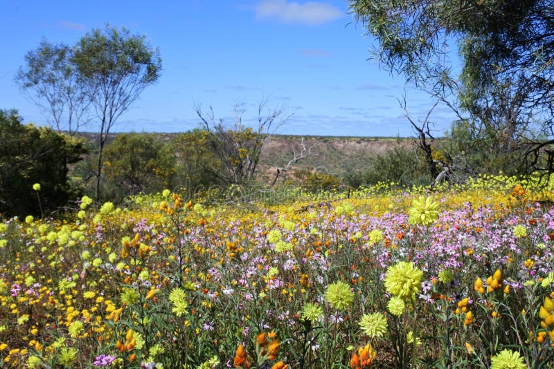 Flores silvestres coloridas floreciendo en australia occidental