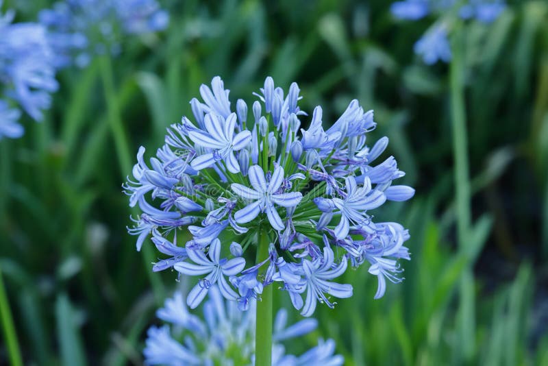Flores Silvestres De La Cebolla En El Parque. Foto de archivo - Imagen