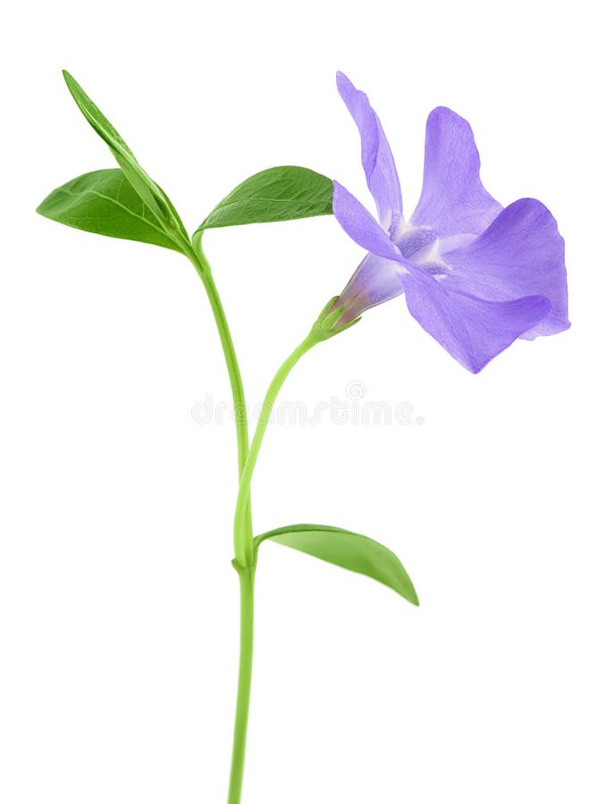 Flores silvestres periwining aisladas en fondo blanco fotografía de archivo libre de regalías