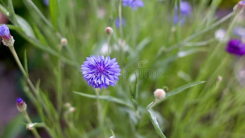 Flores sueltas de flores azules. flores en crecimiento en el jardín