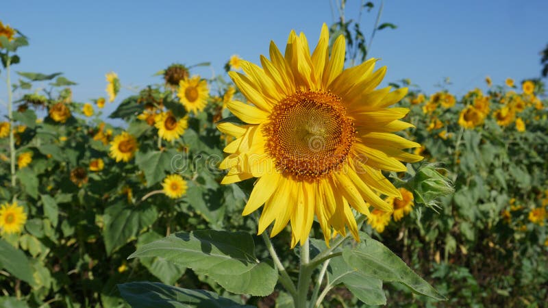 Flores Sun grandes e pequenas fotografia de stock Flores Sun grandes e pequenas fotografia de stock