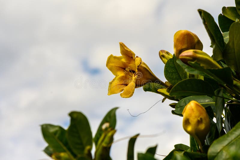 yellow tropical flowers in winter in cyprus 3. yellow tropical flowers in winter in cyprus 3