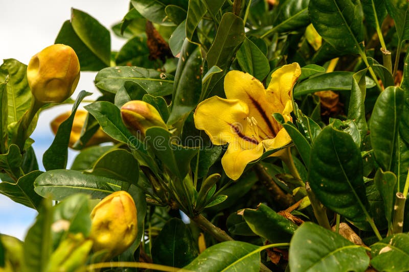 yellow tropical flowers in winter in cyprus 2. yellow tropical flowers in winter in cyprus 2