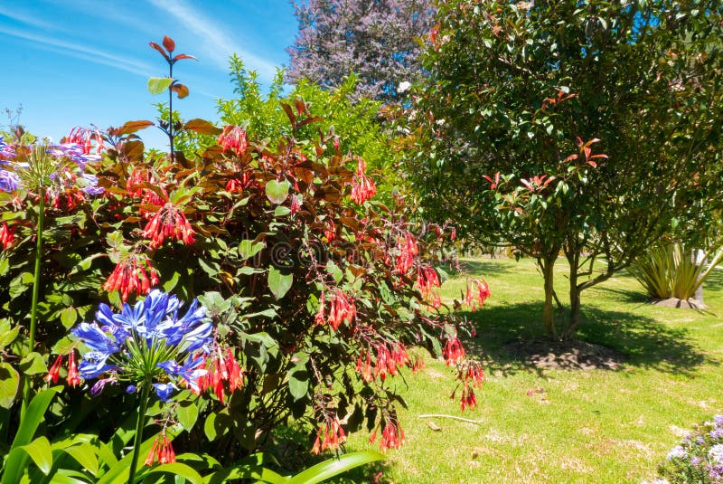 Colombia Bogota tropical flowers in tropical garden with sun. Colombia Bogota tropical flowers in tropical garden with sun