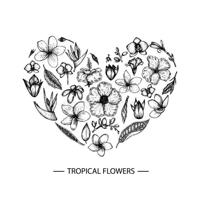 Flores tropicais do vetor ajustadas em uma forma do coração ilustração royalty free Flores tropicais do vetor ajustadas em uma forma do coração ilustração royalty free