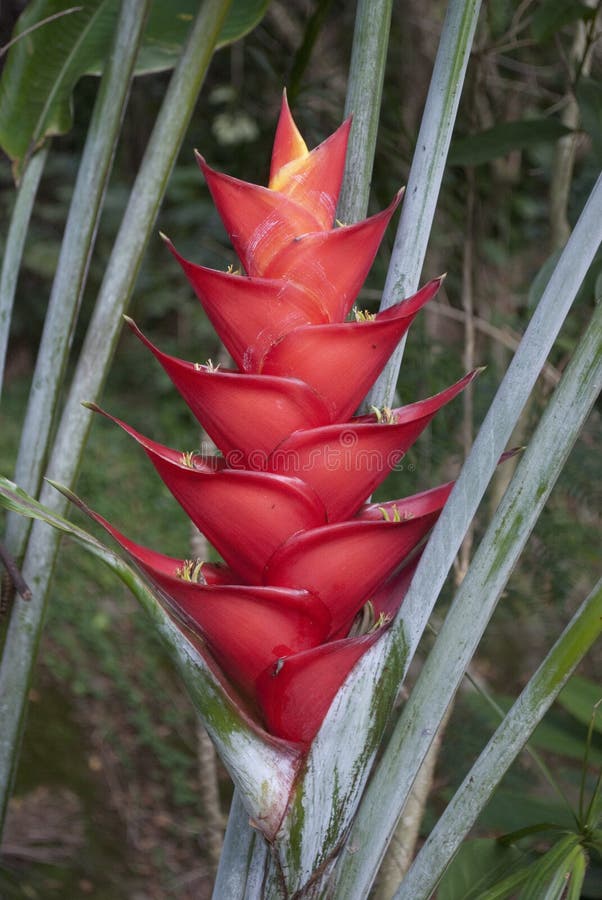 Red Heliconia caribaea, a beautiful tropical flower, Oahu, Hawaii. Red Heliconia caribaea, a beautiful tropical flower, Oahu, Hawaii