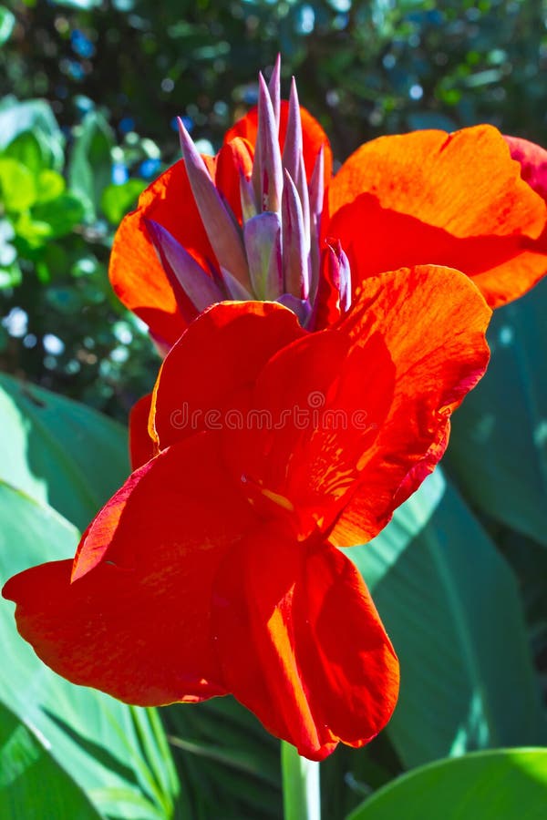 Flores Tropicais Vermelhas Altas Foto de Stock - Imagem de vibrante,  jardinar: 55573132