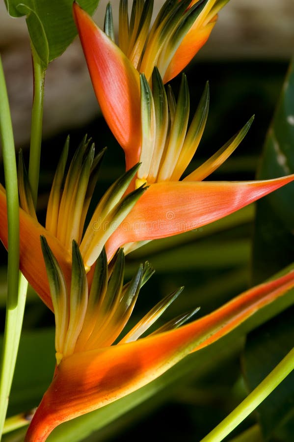 Flores tropicales fotografía de archivo libre de regalías Flores tropicales fotografía de archivo libre de regalías