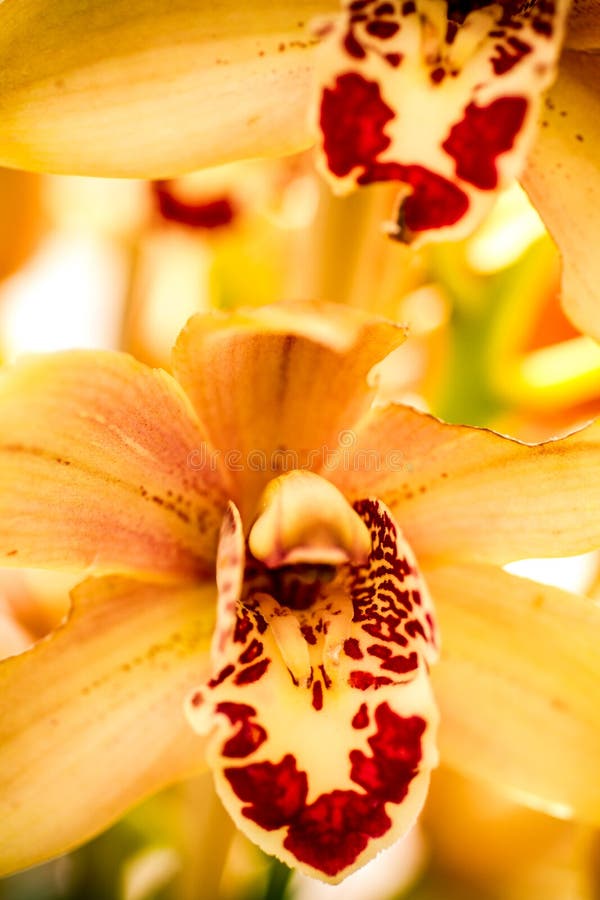 Flores tropicales de la flor de la orquídea
