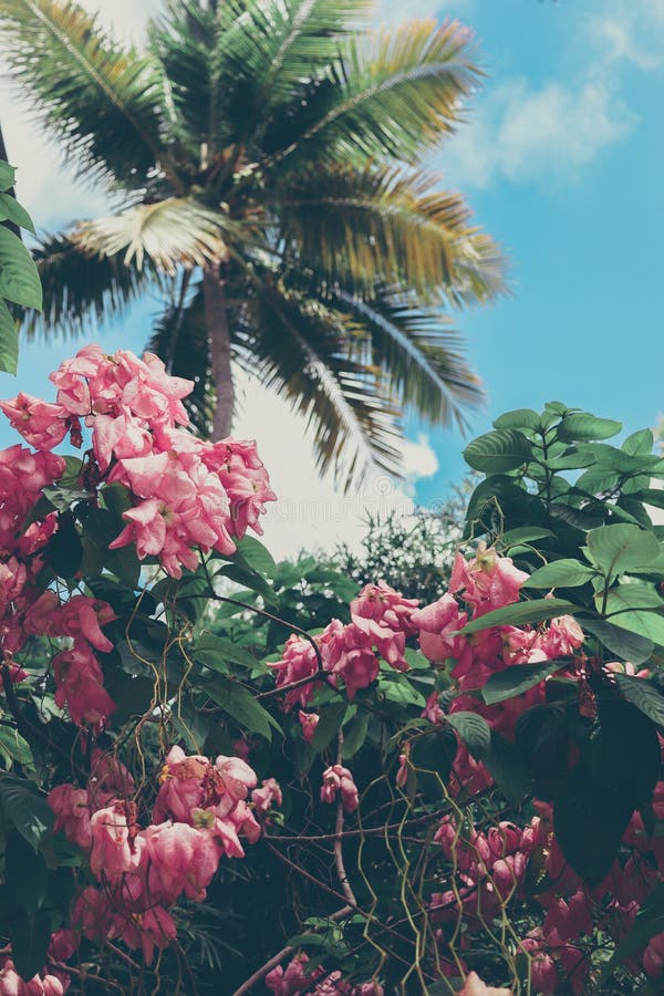 Flores tropicales de la isla, palmas, y cielo azul imágenes de archivo libres de regalías Flores tropicales de la isla, palmas, y cielo azul imágenes de archivo libres de regalías