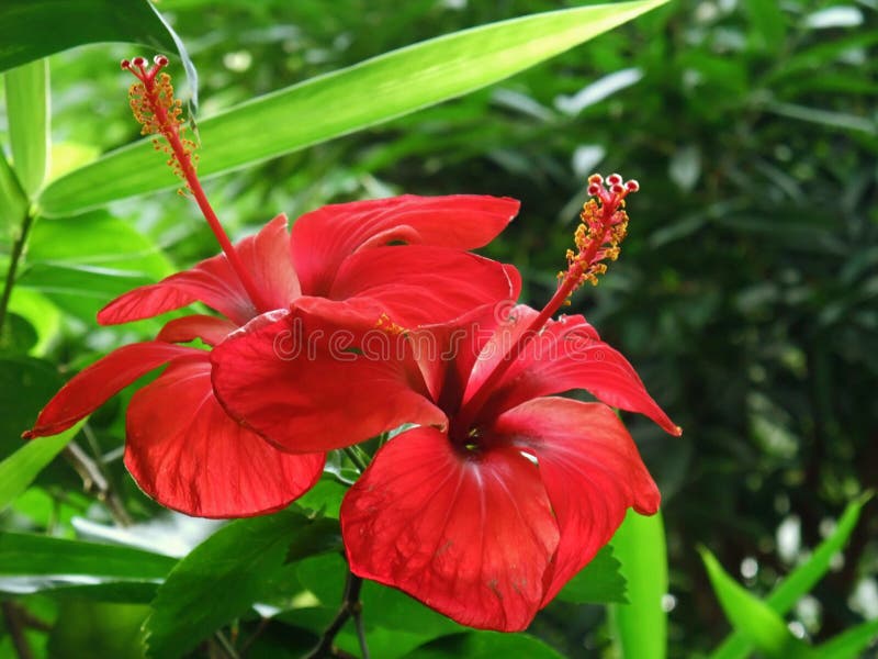 Flores tropicales rojas imagen de archivo. Imagen de frescura - 29175577