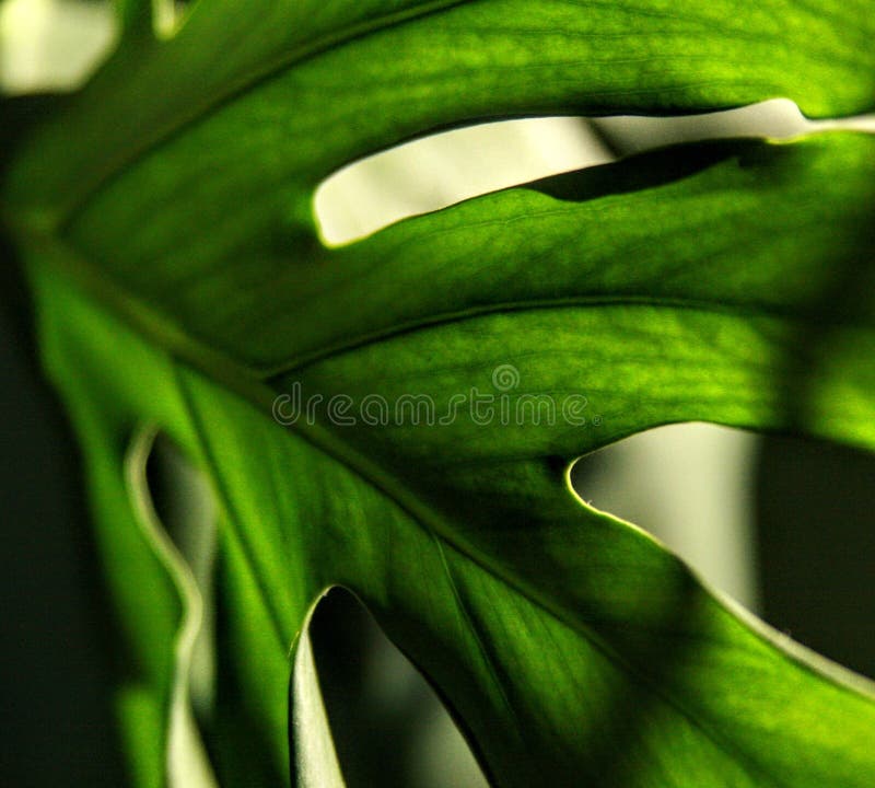 Flores Verdes Naturais Menos Plantas De Verão Frescas Imagem de Stock -  Imagem de fresco, menos: 165078077