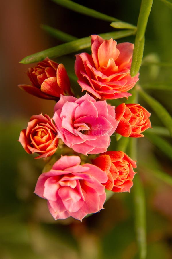 Flores vermelhas bonitas e cor-de-rosa da sala foto de stock royalty free