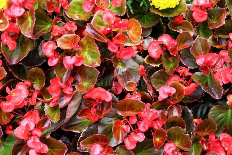 Flores Vermelhas Da Begônia Crescem Em Um Canteiro De Flores. Foto de Stock  - Imagem de flores, flor: 230717552