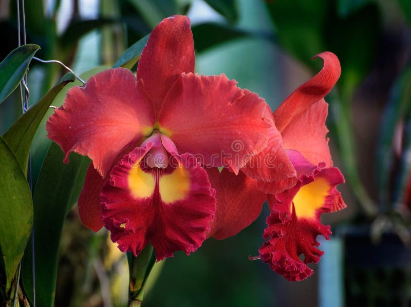 Flores Vermelhas Da Orquídea - Cattleya Imagem de Stock - Imagem de  fragilidade, vibrante: 37258223