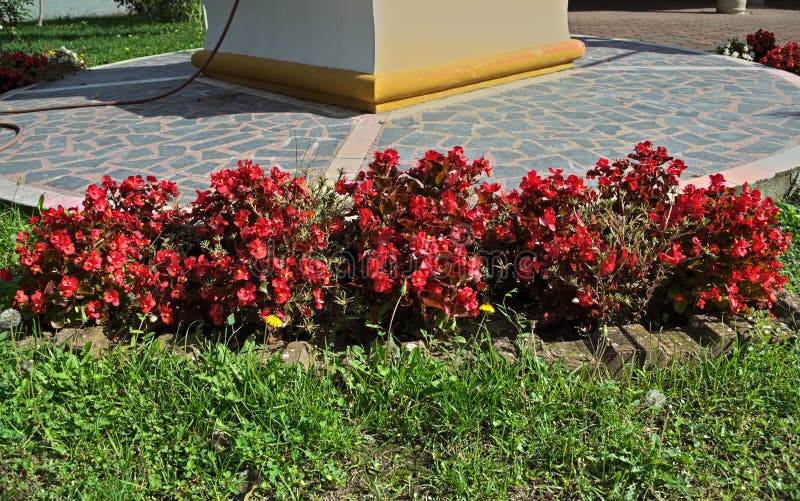 Flores Vermelhas De Florescência Das Plantas No Jardim Do Monastério,  Serbia Imagem de Stock - Imagem de vermelho, jardim: 102067329