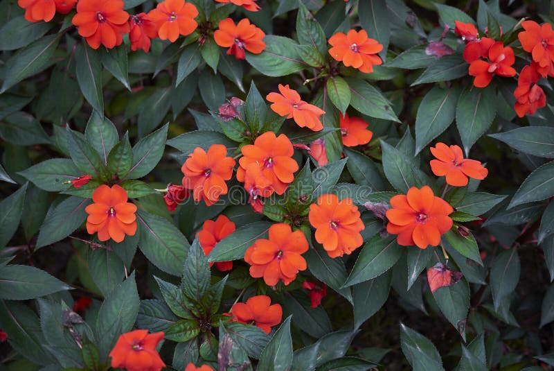 Flores Vermelhas De Plantas De Impatiens Nova Guiné Imagem de Stock -  Imagem de fresco, vermelho: 148518967