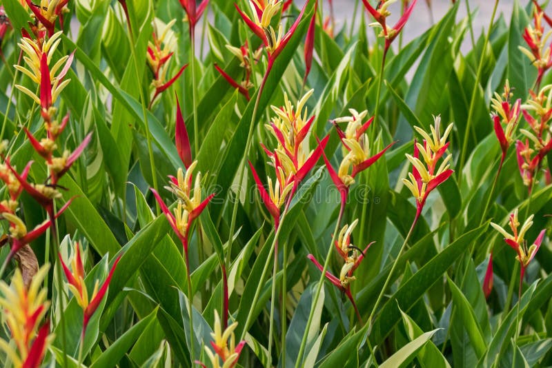 heliconia psittacorum viridi download free heliconia psittacorum viridi download free