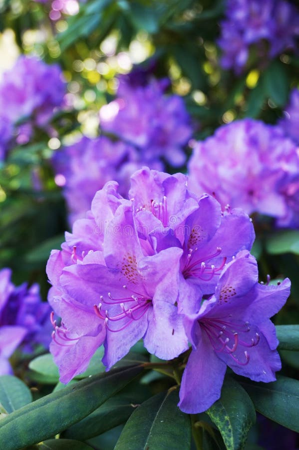 Azalea violeta imagen de archivo. Imagen de gotas, detalle - 94131269