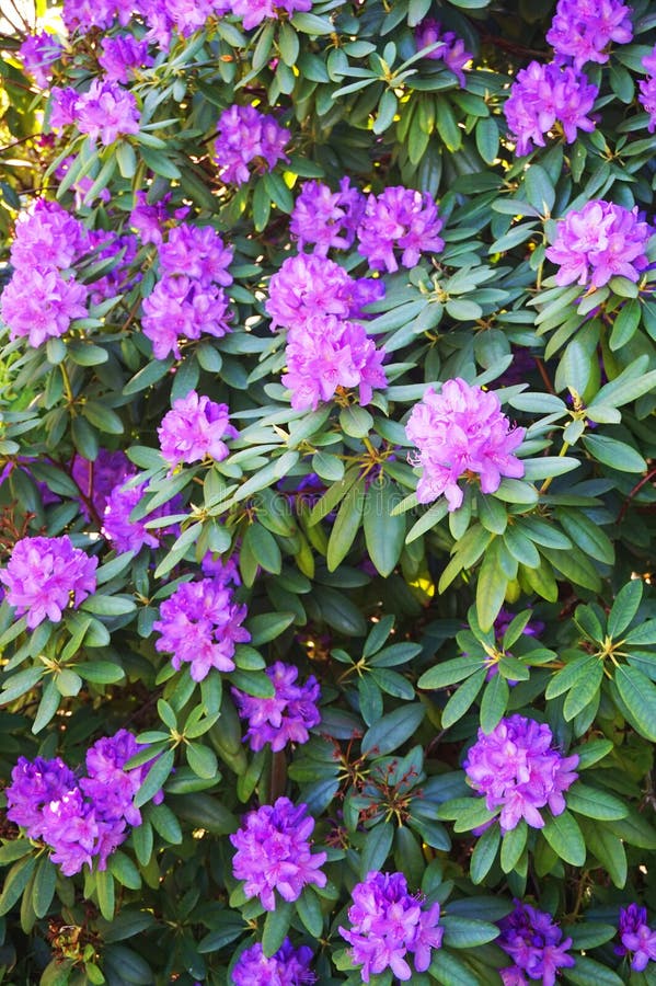 Azalea violeta imagen de archivo. Imagen de gotas, detalle - 94131269