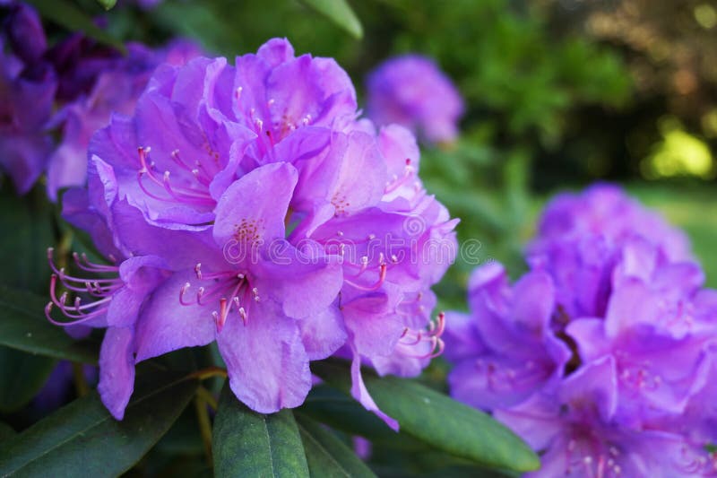 Azalea violeta imagen de archivo. Imagen de gotas, detalle - 94131269