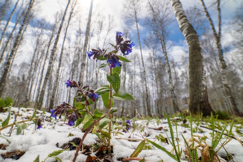 Flores violetas en la nieve en el bosque en la primavera imágenes de archivo libres de regalías Flores violetas en la nieve en el bosque en la primavera imágenes de archivo libres de regalías