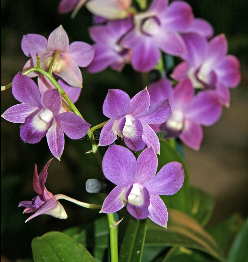 Flores Violetas En Miniatura En El Jardín Foto de archivo - Imagen de lila,  grande: 170320132