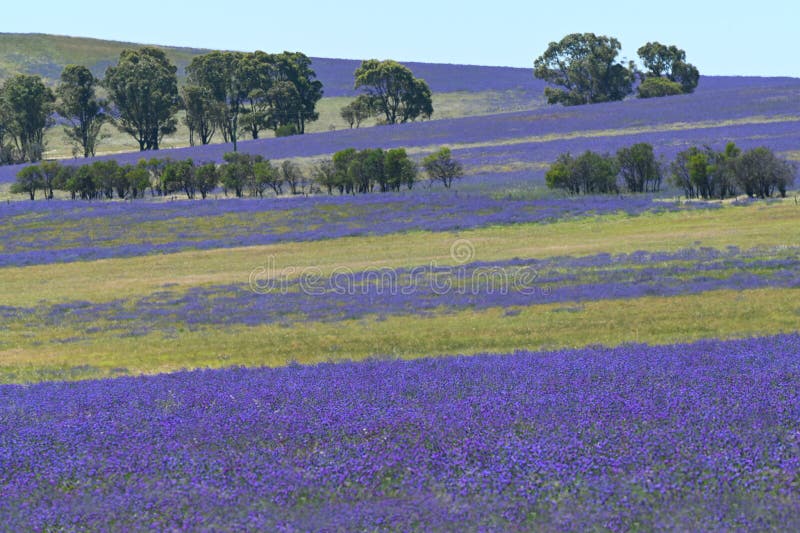 Flores violetas floreciendo en un campo en Australia Occidental