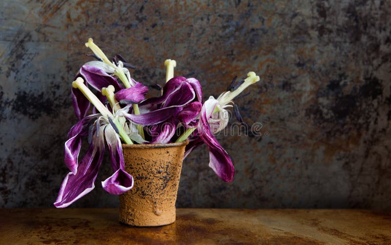 Flores violetas inteiramente abertas murchadas após flores O estame bonito dos pistilos das pétalas da tulipa semeia a cubeta mar foto de stock Flores violetas inteiramente abertas murchadas após flores O estame bonito dos pistilos das pétalas da tulipa semeia a cubeta mar foto de stock