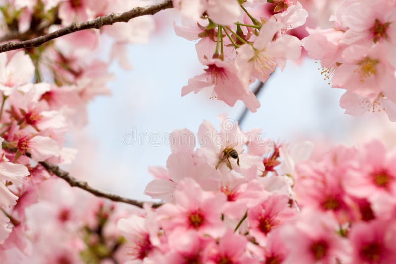 A bee enjoying the Spring cherry blossoms. A bee enjoying the Spring cherry blossoms.