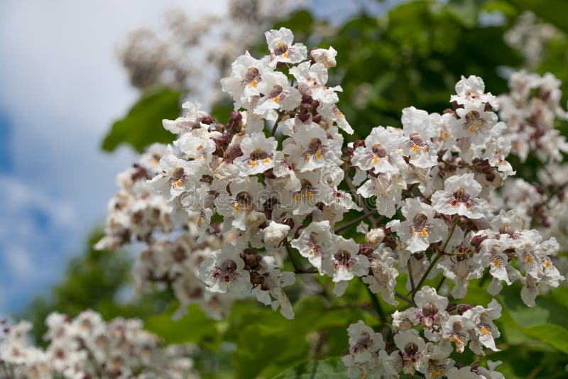 Flores y hoja de los árboles del verano del escarabajo fotografía de archivo libre de regalías Flores y hoja de los árboles del verano del escarabajo fotografía de archivo libre de regalías