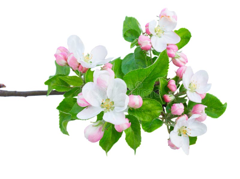 Flores y hojas del manzano imagen de archivo libre de regalías Flores y hojas del manzano imagen de archivo libre de regalías