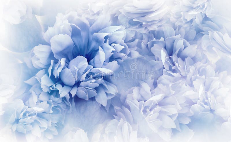 Flores Y Pétalos De Peonías Azules. Fondo Floral De Primavera. Imagen de  archivo - Imagen de pasto, wallpaper: 261591279