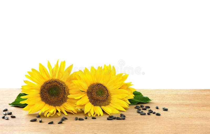 Flores Y Semillas De Girasol Sobre Una Mesa De Madera Sobre Fondo Blanco Con Espacio Para Texto Foto de archivo - Imagen de farmland, granja: 194899478 Flores Y Semillas De Girasol Sobre Una Mesa De Madera Sobre Fondo Blanco Con Espacio Para Texto Foto de archivo - Imagen de farmland, granja: 194899478