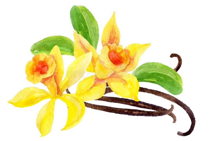 Flores y vainas de la vainilla stock de ilustración Flores y vainas de la vainilla stock de ilustración