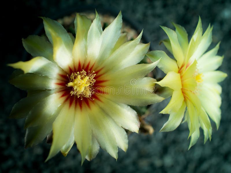 Florescência De Seda Amarela Da Flor Do Cacto Foto de Stock - Imagem de  cacto, usina: 132091200