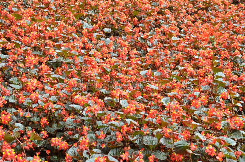 Floresce a Begônia a Begônia é Uma Flor Da Beleza Extraordinária Foto de  Stock - Imagem de botânica, bonito: 84408510