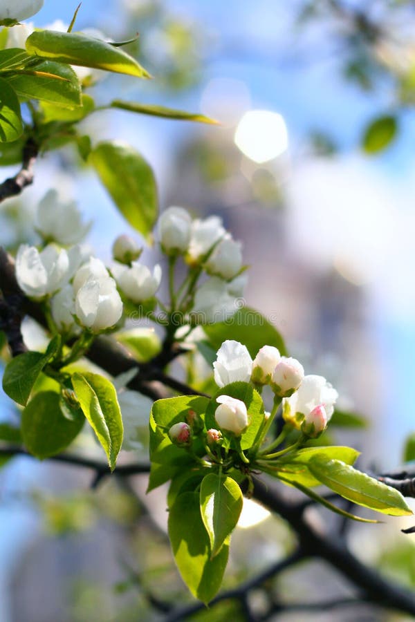 The florescence of apple tree