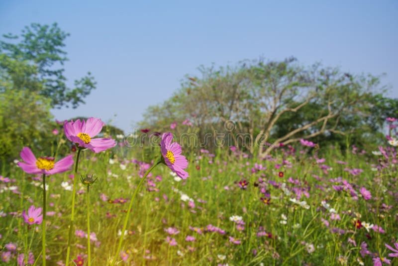 A florescência bonita cosmos cor-de-rosa ou roxo Bipinnatus do cosmos floresce no foco macio com as flores e as árvores borradas fotos de stock A florescência bonita cosmos cor-de-rosa ou roxo Bipinnatus do cosmos floresce no foco macio com as flores e as árvores borradas fotos de stock
